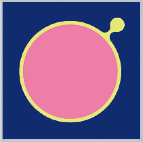 InGaAs Φ500 μm APD.jpg