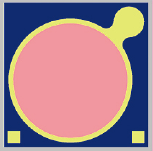 InGaAs ∅300 μm MPD.jpg